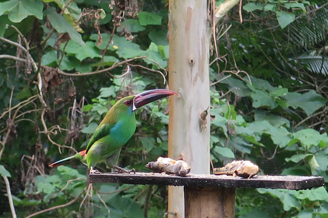 Hotel Selva Verde ซาเลนโต ภายนอก รูปภาพ